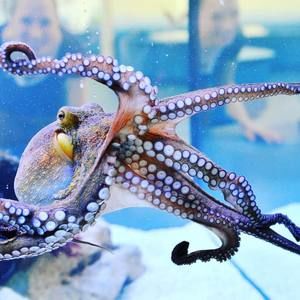 Meet your Posher, Will